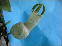 Ceropegia ampliata